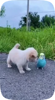 Parrots — 43