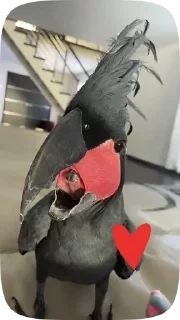 Parrots — 44
