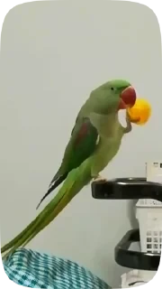 Parrots — 45