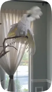 Parrots — 46