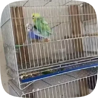 Parrots — 6