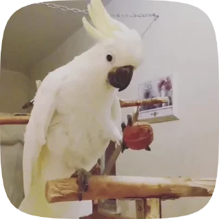 Parrots — 7