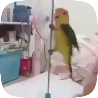 Parrots — 8