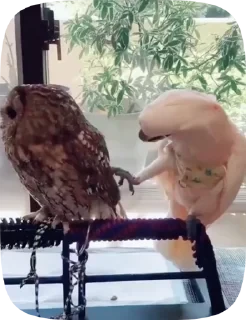 Parrots — 9