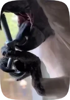 Parrots — 10