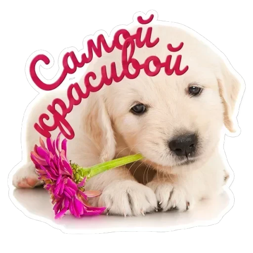 Pets — 2