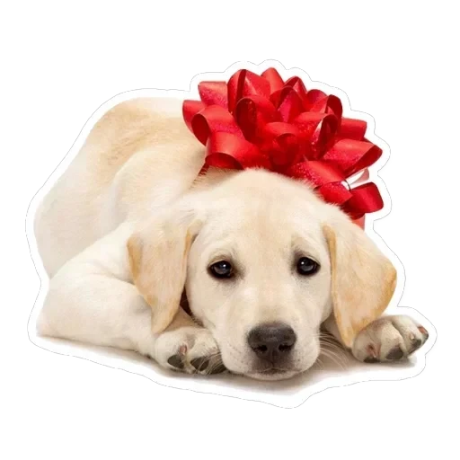 Pets — 11