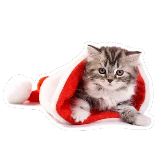 Pets — 12