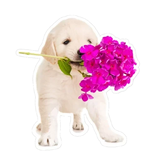 Pets — 13