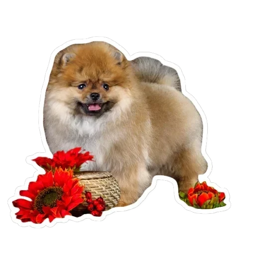 Pets — 14