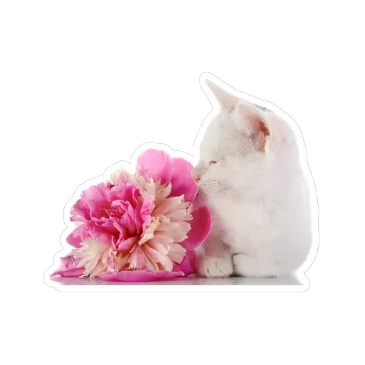 Pets — 16