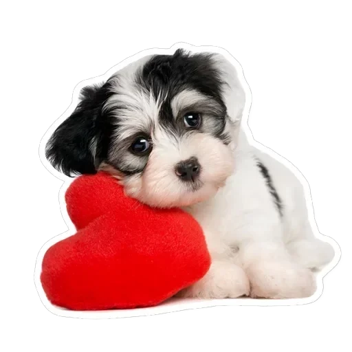 Pets — 19