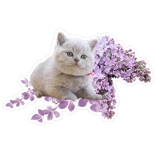 Pets — 20