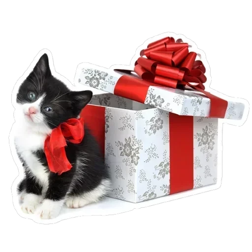 Pets — 8