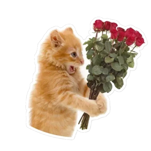 Pets — 9