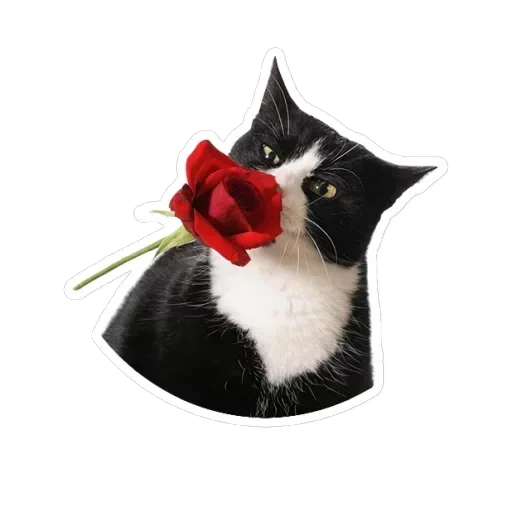 Pets — 10