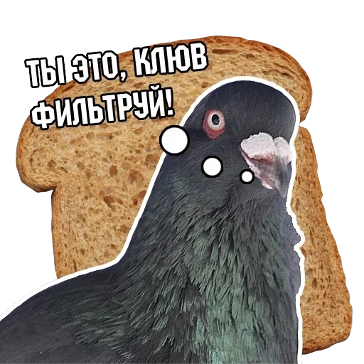 Pigeon and philosophy — 1