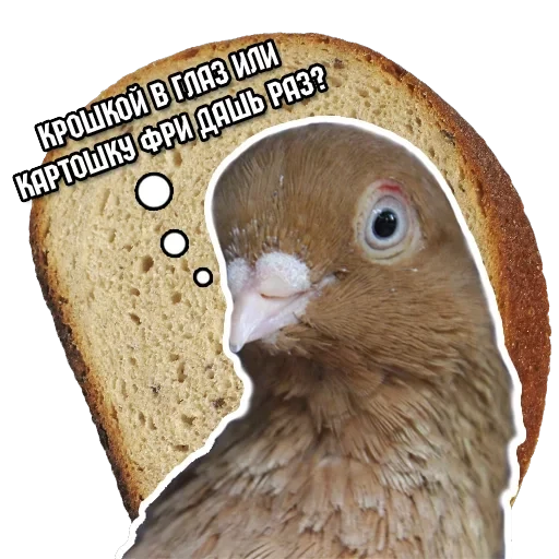 Pigeon and philosophy — 2