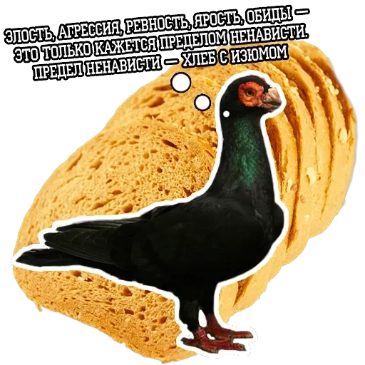Pigeon and philosophy — 11