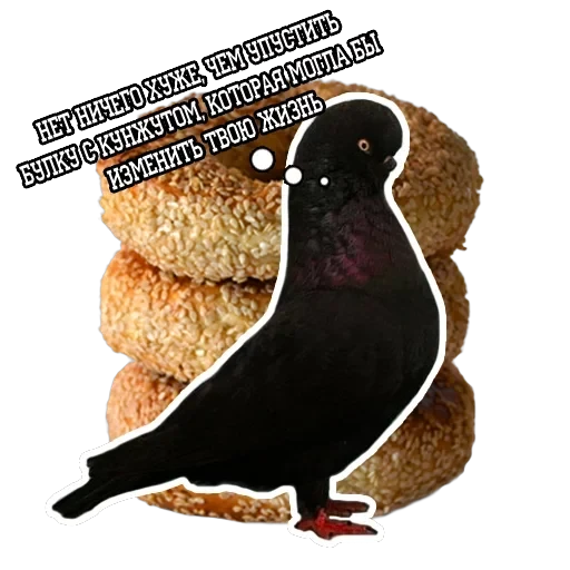Pigeon and philosophy — 13