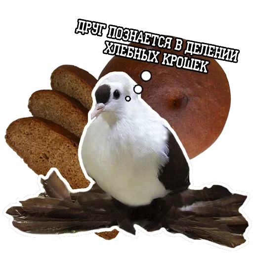 Pigeon and philosophy — 14