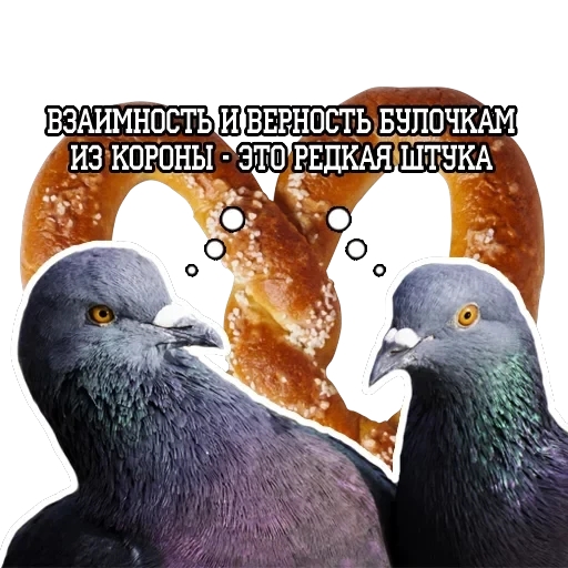 Pigeon and philosophy — 15