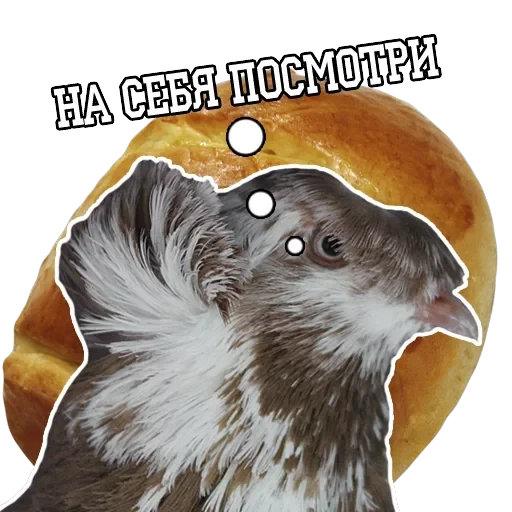 Pigeon and philosophy — 4
