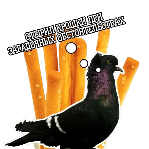 Pigeon and philosophy — 5