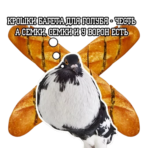 Pigeon and philosophy — 7