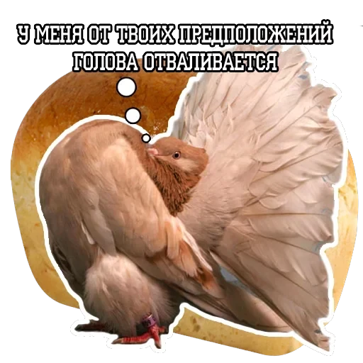 Pigeon and philosophy — 8