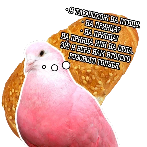 Pigeon and philosophy — 10