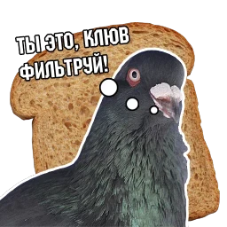 Pigeon and philosophy