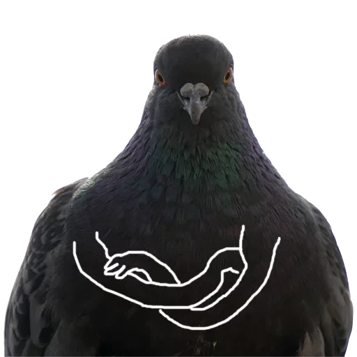 Pigeons with hands — 1