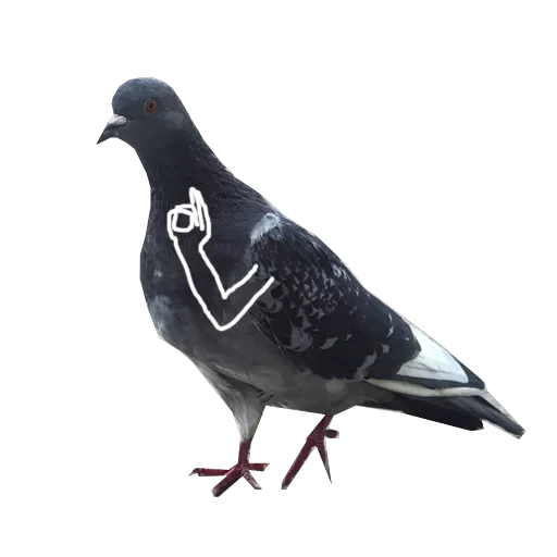 Pigeons with hands — 2