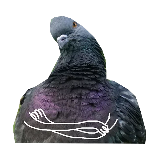 Pigeons with hands — 12