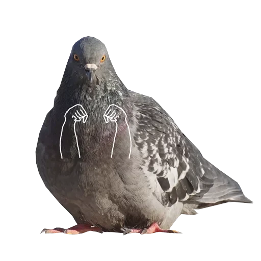 Pigeons with hands — 13
