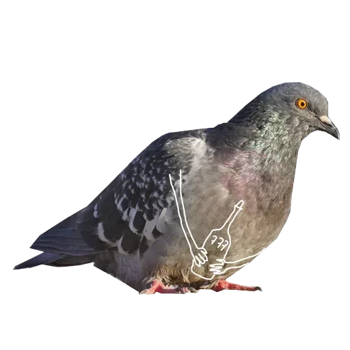 Pigeons with hands — 15