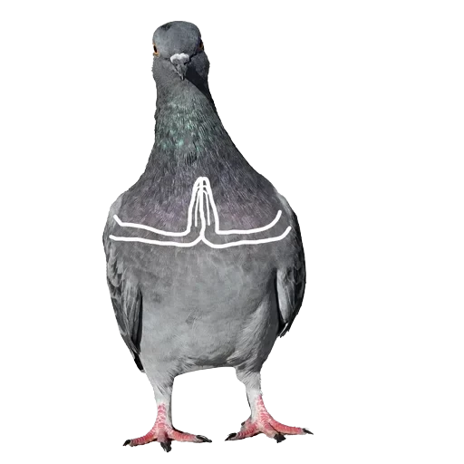 Pigeons with hands — 16