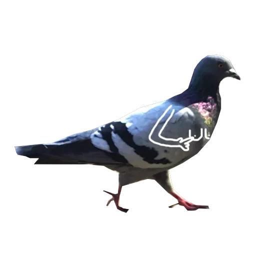Pigeons with hands — 4