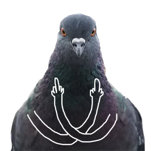 Pigeons with hands — 5