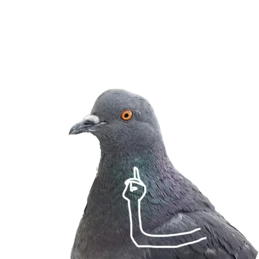 Pigeons with hands — 6