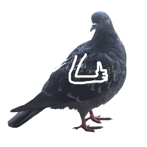 Pigeons with hands — 7