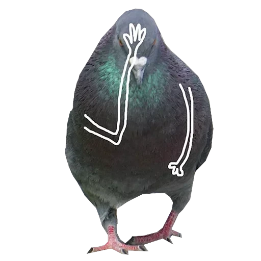 Pigeons with hands — 10