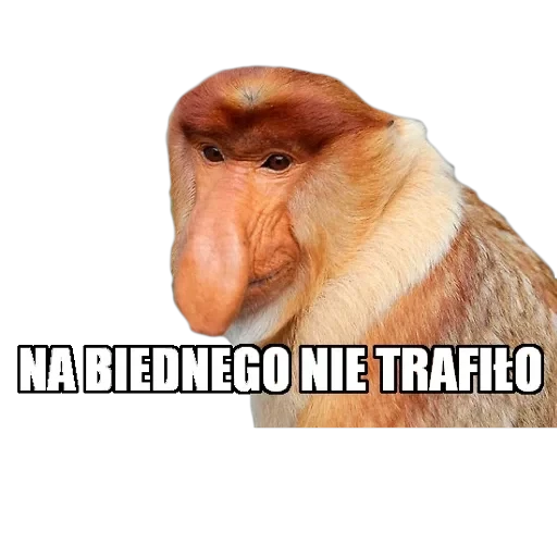 Polskie memy reakcyjne — 48