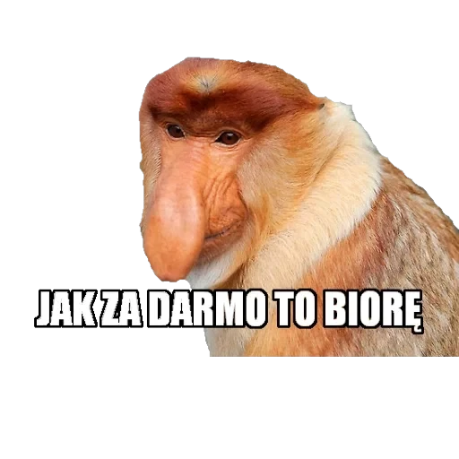 Polskie memy reakcyjne — 49