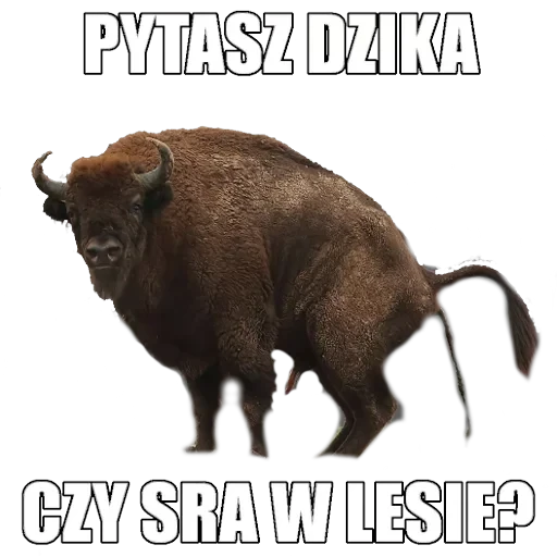 Polskie memy reakcyjne — 10