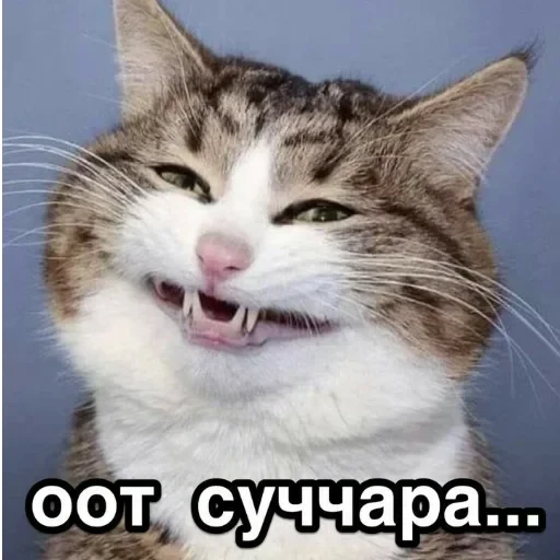 Просто стикер — 33