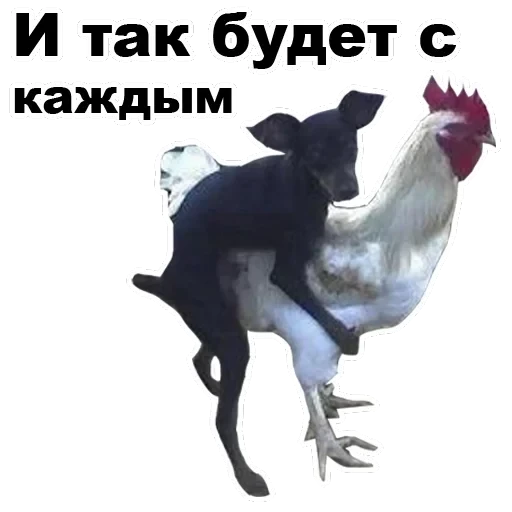 Псы — 12