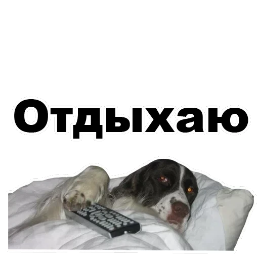 Псы — 14