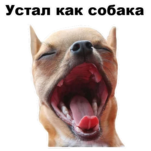Псы — 15